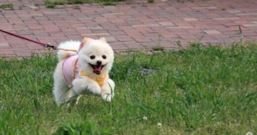 美國(guó)多州爆發(fā)神秘犬類傳染病